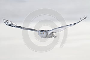Snowy Owl (Bubo scandiacus) photo