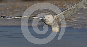 A Snowy owl Bubo scandiacus flying low and hunting over a snow covered field in Canada