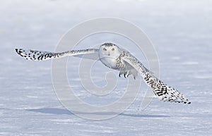 A Snowy owl Bubo scandiacus flying low and hunting over a snow covered field in Ottawa, Canada