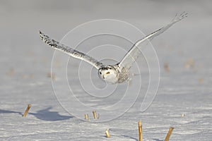 A Snowy owl Bubo scandiacus flying low and hunting over a snow covered field in Ottawa, Canada