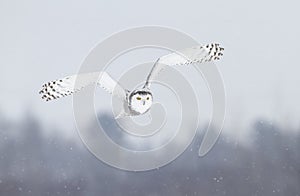 A Snowy owl Bubo scandiacus flying low and hunting over a snow covered field in Ottawa, Canada