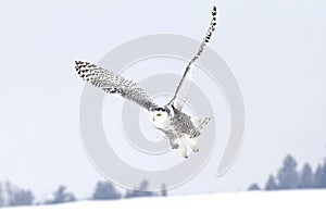 A Snowy owl Bubo scandiacus flying low and hunting over a snow covered field in Ottawa, Canada