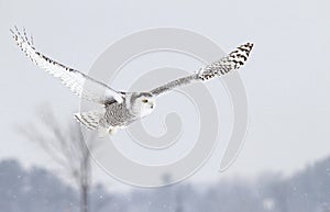 A Snowy owl Bubo scandiacus flying low and hunting over a snow covered field in Ottawa, Canada