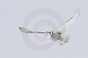 A Snowy owl Bubo scandiacus flying low and hunting over a snow covered field in Ottawa, Canada