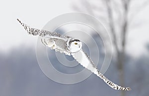 A Snowy owl Bubo scandiacus flying low and hunting over a snow covered field in Ottawa, Canada