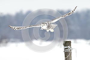A Snowy owl Bubo scandiacus flying low and hunting over a snow covered field in Ottawa, Canada