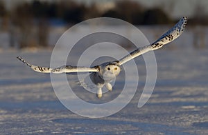 A Snowy owl Bubo scandiacus flying low and hunting over a snow covered field at sunrise in Ottawa, Canada