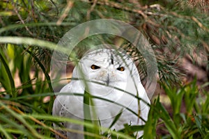 Snowy Owl (Bubo scandiacus) Found in Arctic Regions and Northern Canada photo