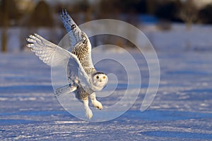 Snowy owl (Bubo scandiacus) takes flight to hunt over a snow covered field in Canada photo