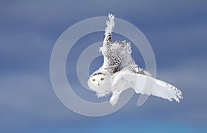 Snowy owl Bubo scandiacus isolated against a blue background hunting over a snow covered field in Canada