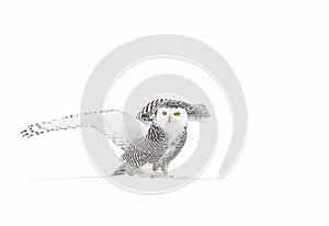 Snowy owl Bubo scandiacus isolated against a white background hunting over a snow covered field in Canada photo