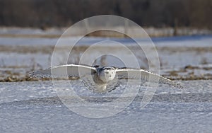 A Snowy owl hunting over a snow covered field in Canada