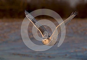 A Snowy owl Bubo scandiacus hunting over a snow covered field in Canada