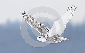 Snowy owl Bubo scandiacus hunting over a snow covered field in winter in Canada