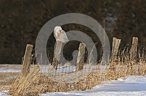 A Snowy owl Bubo scandiacus hunting from a post in Canada