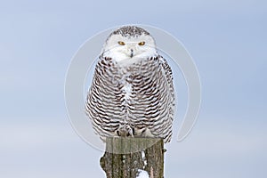 Snowy owl (Bubo scandiacus) isolated against a blue background perched on a post hunting over an open snowy field in