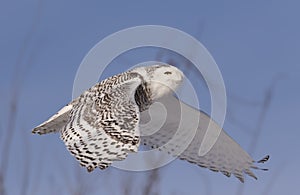 A Snowy owl Bubo scandiacus isolated against a blue sky flies high hunting over an open snowy field in Ottawa, Canada