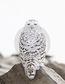 A Snowy owl Bubo scandiacus isolated on blue background perched on a rock hunting in winter in Ottawa, Canada