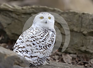 A Snowy owl Bubo scandiacus isolated on blue background perched on a rock hunting in winter in Ottawa, Canada