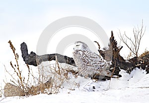 A Snowy owl Bubo scandiacus isolated on blue background perched in the snow hunting in winter in Ottawa, Canada