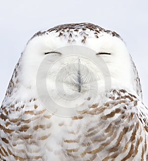 A Snowy owl Bubo scandiacus isolated on blue background perched in the snow hunting in winter in Ottawa, Canada