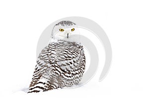 A Snowy owl Bubo scandiacus isolated on blue background perched in the snow hunting in winter in Ottawa, Canada