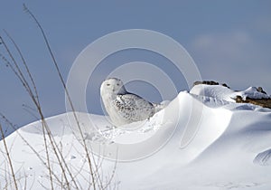 A Snowy owl Bubo scandiacus isolated on blue background perched in the snow hunting in winter in Ottawa, Canada