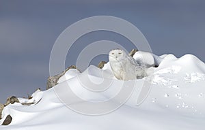 A Snowy owl Bubo scandiacus isolated on blue background perched in the snow hunting in winter in Ottawa, Canada