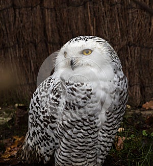 The Snowy Owl, Bubo scandiacus is a large, white owl of the owl family