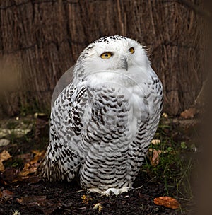 The Snowy Owl, Bubo scandiacus is a large, white owl of the owl family