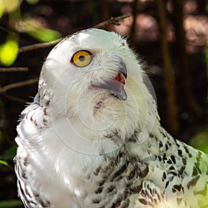 The Snowy Owl, Bubo scandiacus is a large, white owl of the owl family