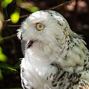 The Snowy Owl, Bubo scandiacus is a large, white owl of the owl family