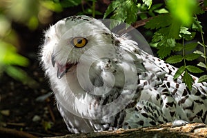 The Snowy Owl, Bubo scandiacus is a large, white owl of the owl family