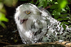 The Snowy Owl, Bubo scandiacus is a large, white owl of the owl family