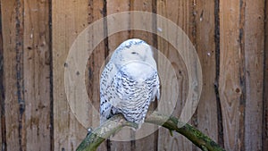 The Snowy Owl, Bubo scandiacus is a large, white owl of the typical owl family. Snowy owls are native to Arctic regions