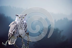 The Snowy Owl, Bubo scandiacus is a large, white owl of the typical owl family. Snowy owls are native to Arctic regions in North