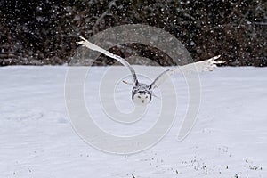 Snowy owl Bubo scandiacus lifts off and flies low hunting