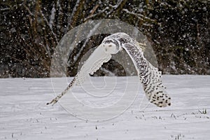 Snowy owl Bubo scandiacus lifts off and flies low hunting