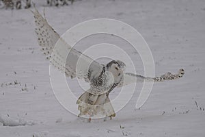 Snowy owl Bubo scandiacus lifts off and flies low hunting