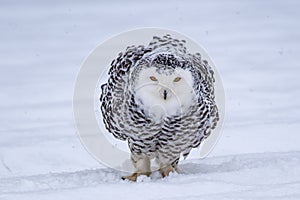 Snowy owl Bubo scandiacus lifts off and flies low hunting