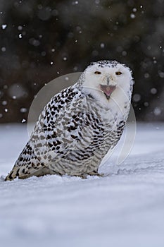 Snowy owl Bubo scandiacus lifts off and flies low hunting