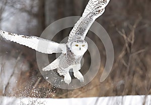 A Snowy owl Bubo scandiacus lifts off and flies low hunting over a snow covered field in Ottawa, Canada