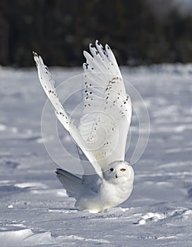 A Snowy owl Bubo scandiacus male flies low hunting over an open sunny snowy cornfield in Ottawa, Canada