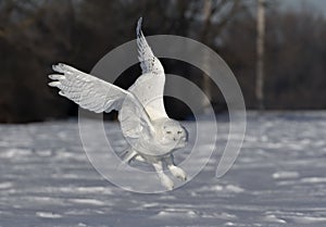 A Snowy owl Bubo scandiacus male flies low hunting over an open sunny snowy cornfield in Ottawa, Canada