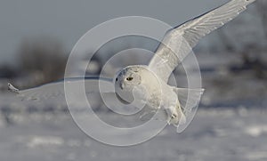 A Snowy owl Bubo scandiacus male flying low hunting over an open sunny snowy cornfield in Ottawa, Canada