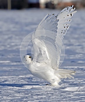 A Snowy owl Bubo scandiacus male flying low and hunting over a snow covered field in Ottawa, Canada