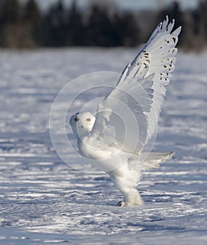 A Snowy owl Bubo scandiacus male lifting off to hunt over a snow covered field in Ottawa, Canada