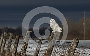 A Snowy owl Bubo scandiacus male perched on a post in winter hunting over a snow covered field in Ottawa, Canada