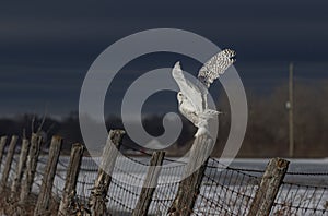 A Snowy owl Bubo scandiacus male perched on a post in winter hunting over a snow covered field in Ottawa, Canada