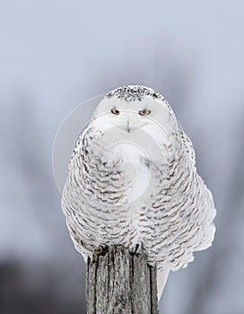 A Snowy owl Bubo scandiacus male perched on a post in winter hunting over a snow covered field in Ottawa, Canada